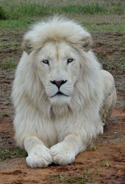 Photography Animals Wildlife Lion Rare Albino Animals Animals