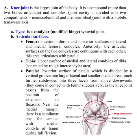 Knee Joint Anatomy Qa