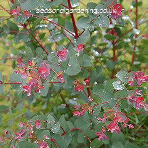 Pruning silver drop into a shrub will maintain the round juvenile leaf form. Eucalyptus (Gum Tree) How to Plant, Grow and Care for Trees