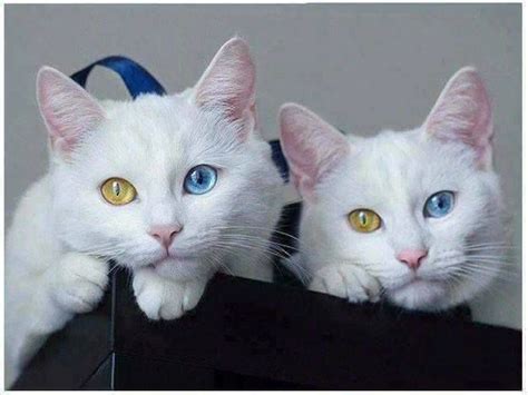Los Gatos Mas Hermosos Del Mundo Fotos Conoce A Los Ocho Gatos