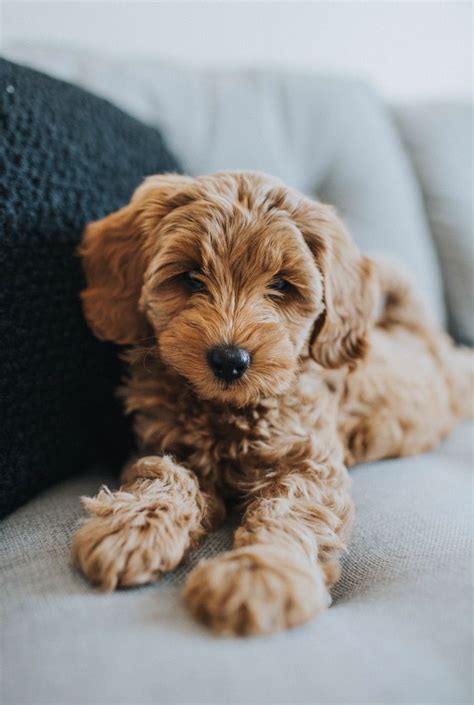 Mini Goldendoodle Cute Dogs And Puppies Cute Animals Puppies