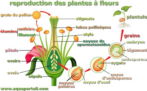 Schema De Plantes