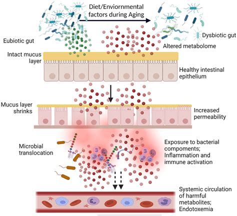 Schematic Diagram Depicting The Influence Of Aging On Gut Homeostasis