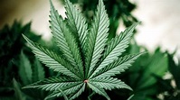 420 - Cannabis Culture day — Adam Smith Institute