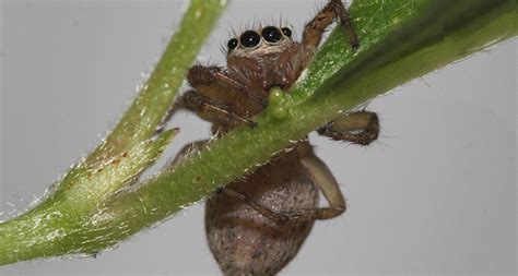 Spider Diet Goes Way Beyond Insects Science News