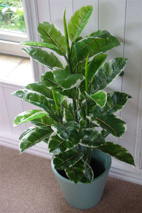 90cm Large Realistic Variegated Rubber Plant Artificial
