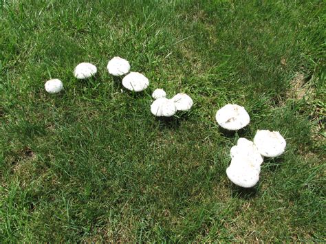 Fungus In A Lawn A Natural Phenomena | What Grows There :: Hugh Conlon, Horticulturalist ...
