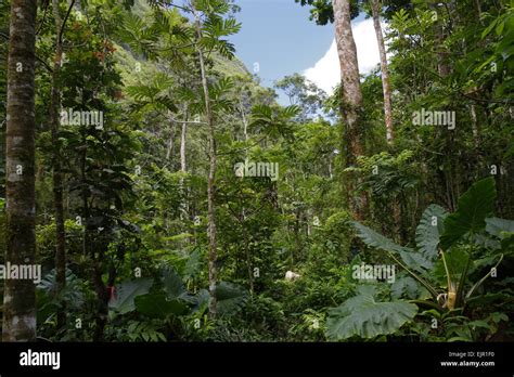 39 Vegetacion De La Selva Tropical Pictures Dato Mapa