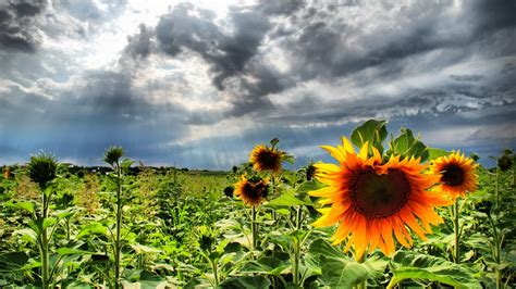 Sunflowers Background Under Black White Clouds Blue Sky Hd Sunflower