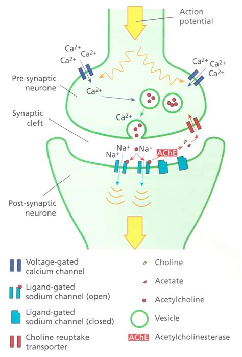 From Trial To Treatment Ever Wondered How Alcohol Affects The Nervous System