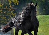 Frederik The Great may be the most handsome horse in the world | Daily ...