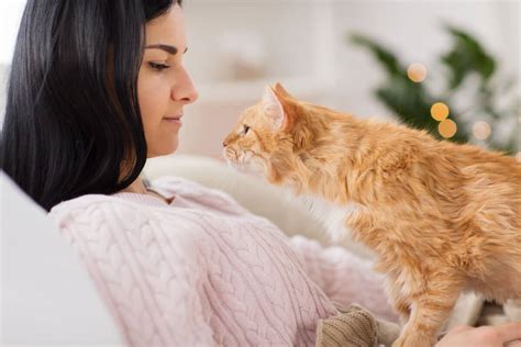 Why Do Cats Knead Their Owners 8 Reasons You Should Know