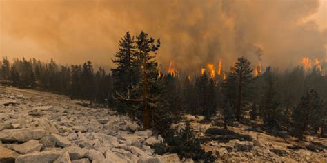 By monday morning, strong southeasterly winds, which. Virtual Yosemite: The Blue Jay Fire on Tioga Road | Sierra ...