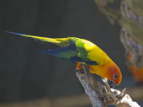 Pictures And Information On Sun Parakeet