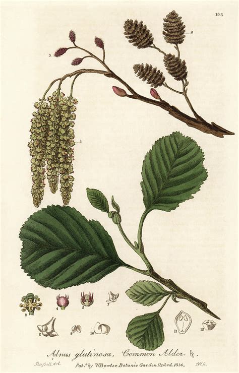 Common Alder Tree Photograph By Florilegiusnatural History Museum