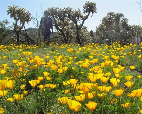 So Far So Good For Southern Arizonas Wildflower Prospects Local