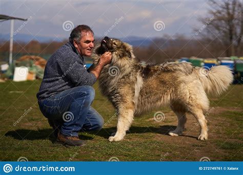 Man With A Large Fluffy Guard Dog Stock Image Image Of Smiling Grass