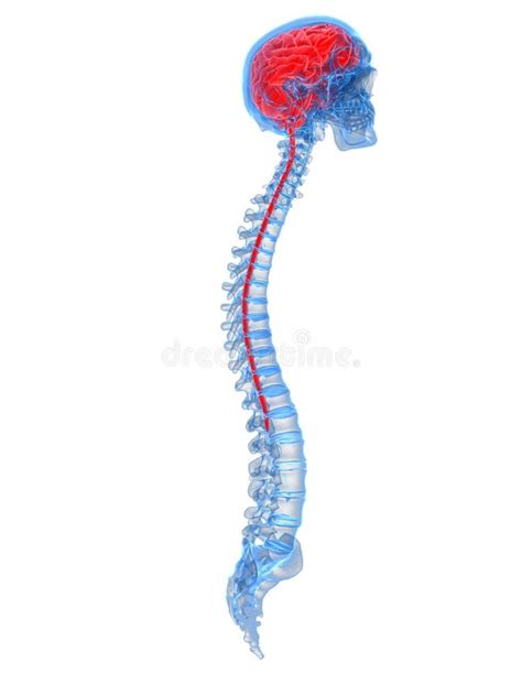 Brain And Spine Diagram