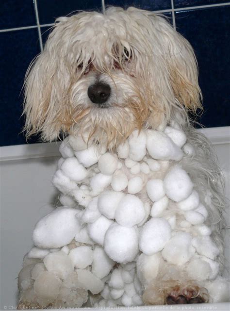 Most important stats for each competition, including average sofascore rating. Photo de Coton de tulear > Fany Du Mont De La Chênaie > N ...