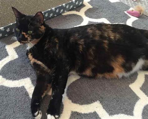 Tortoiseshell Tortie Cat For Private Adoption In San Diego California