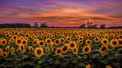 Download Wallpaper 1366x768 Sunflowers Field Sunset Sky Clouds