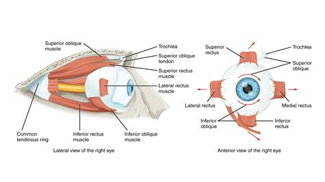 Extraocular Muscles Laptrinhx News