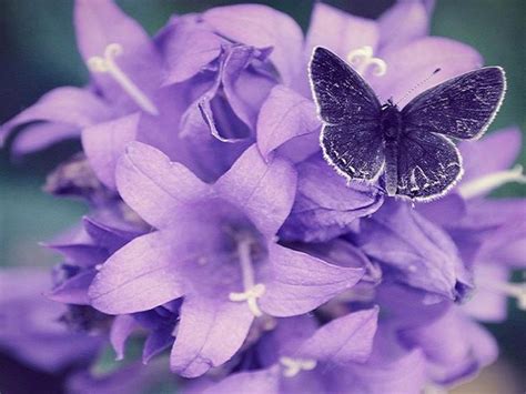 Butterfly Wallpaper Download 1024x768 Wallpaper Purple Butterfly On