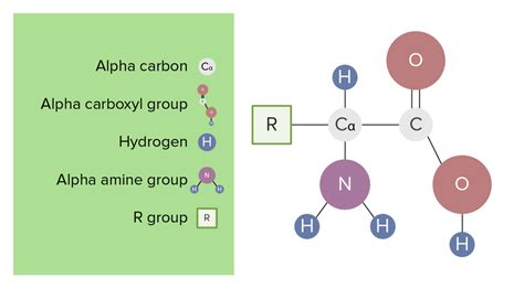 Basics Of Amino Acids Concise Medical Knowledge