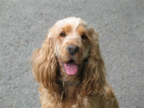 See more ideas about spaniel, cocker spaniel, dogs. Cute Dogs: Cocker spaniel dog