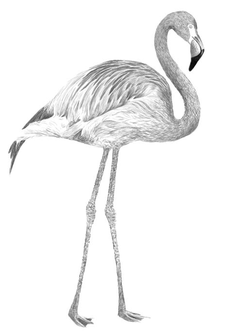 Flamingo Bird Drawing Images