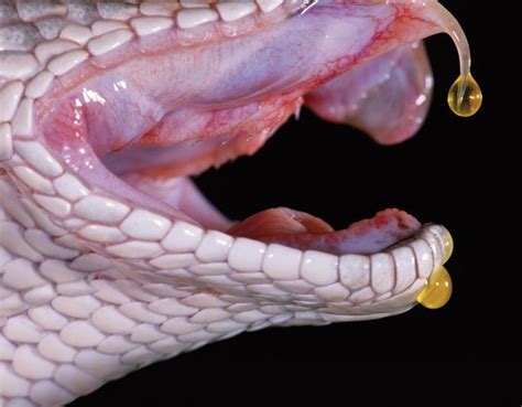 Snake Venom Is Natures Most Effective Killer Popular Science