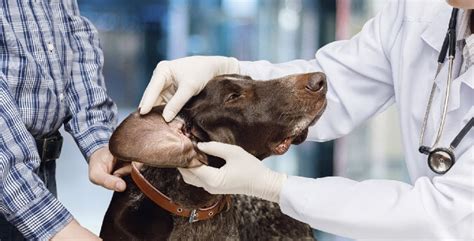 Different Types Of Dog Cysts Doggear Guides