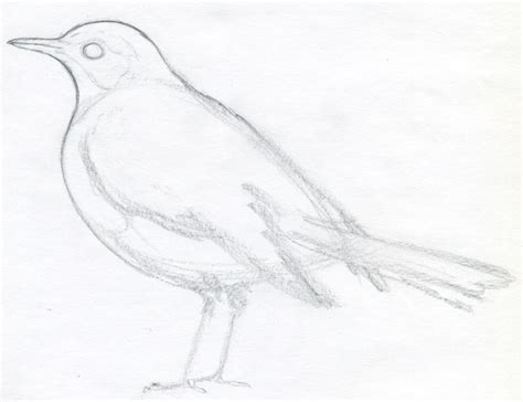 Add more details as shown below. How to draw abird step by step ~ Drawing and Painting