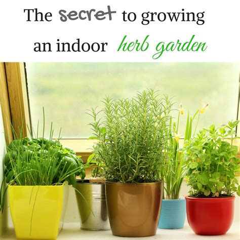 The Secret To Growing Herbs Indoors To Jazz Up Your Meals And More