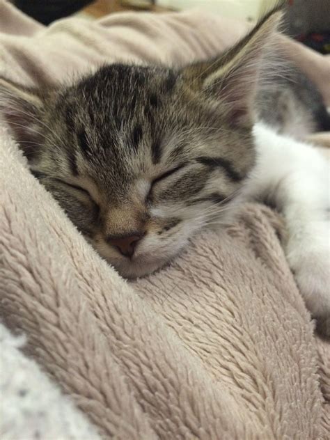 Sleeping Kitten 🙀 Sleeping Kitten Animals Kitten
