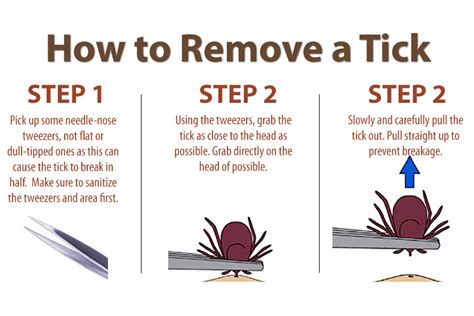 How To Remove A Tick East Hill Veterinary Clinic