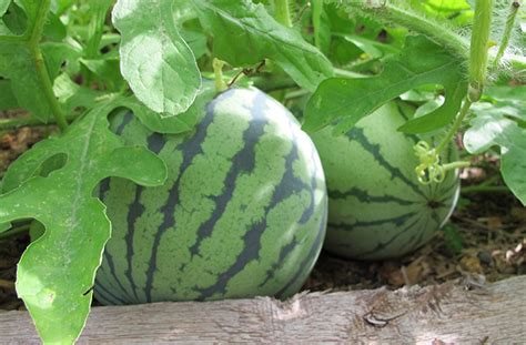 How Do I Grow Melons Planting And Care Guide Joegardener