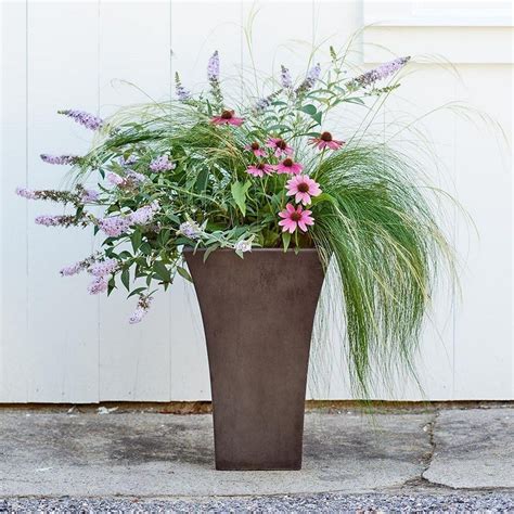 40 Best Ornamental Grasses For Containers 37 Ornamental Grasses