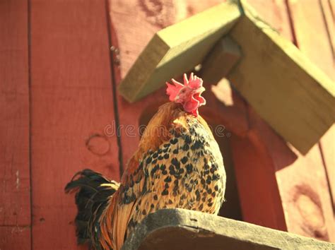 Rooster Wake Up Call Stock Photo Image Of Gallus Poultry 66266568