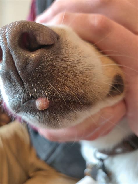 Help Whats This Scratch Under My Dogs Eye Rdogs