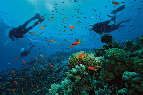 Free Download Scuba Diving Diver Ocean Sea Underwater Fish Wallpaper