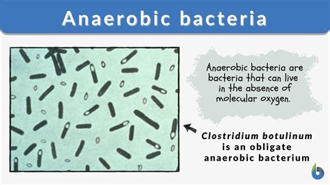 Anaerobic Bacteria Definition And Examples Biology Online Dictionary