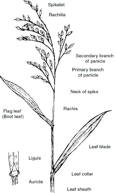 Education Organs Of Rice Panicle