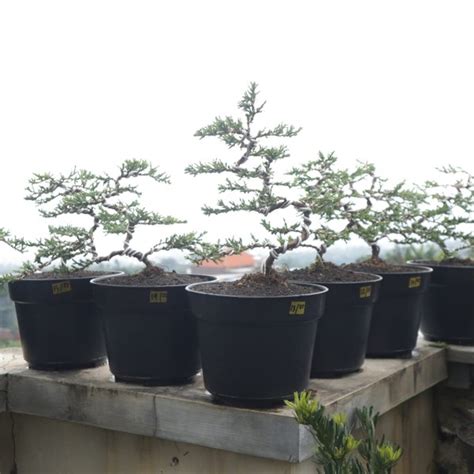 Jual Bahan Bonsai Cemara Buaya Pot Di Lapak Artha Bonsai Vio Bukalapak