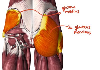 Most modern anatomists define 17 of these muscles, although some additional muscles may sometimes be considered. The Best Glute Exercises for an Exceptional Butt