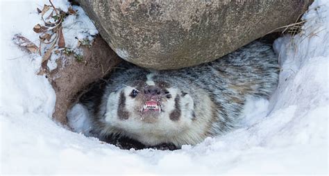 250 American Badgers Pictures Stock Photos Pictures And Royalty Free