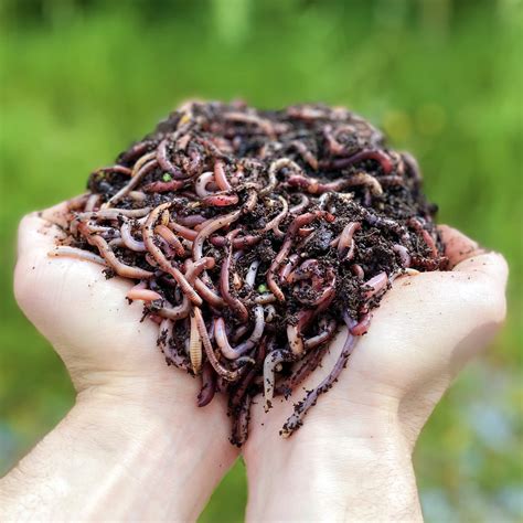 Buy 500 G Of Compost Worms 1000 U Live Eisenia Earthworms Compost
