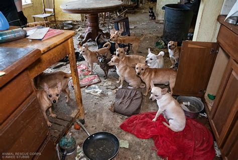Animal Rescue Corps Saves Nearly 50 Small Dogs From Abandoned Home In