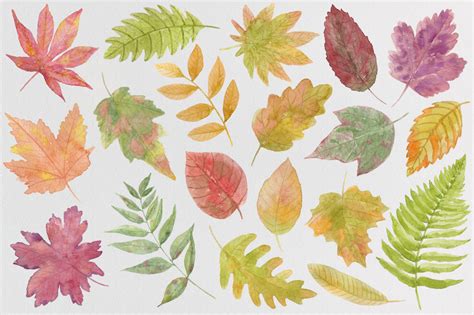 Autumn Leaf Fall Watercolor By Brushartdesigns Thehungryjpeg