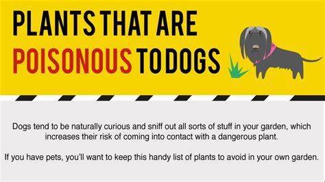 Plants That Can Harm Dogs With Their Poison Infographic